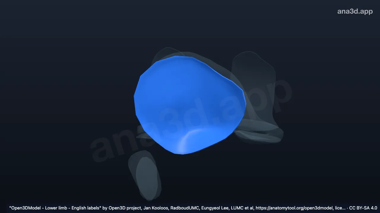 Modelo 3D: Cartilagem articular da patela direita