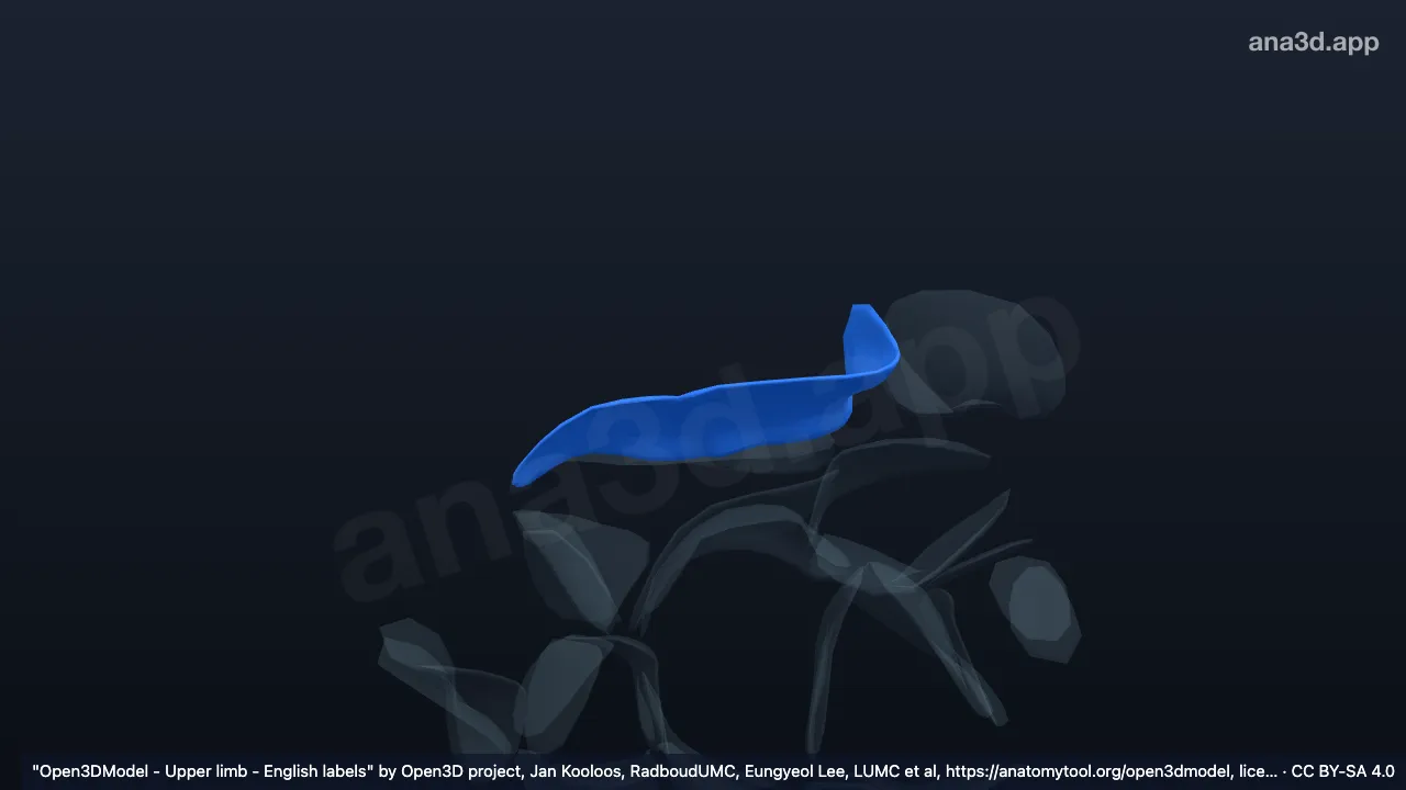 Modèle 3D : Cartilage articulaire de l'extrémité distale du radius droit