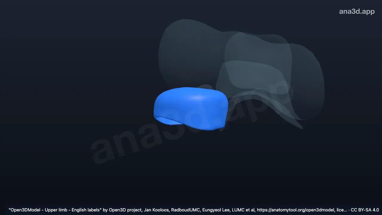Modelo 3D: Cartilagem articular da cabeça do rádio direito