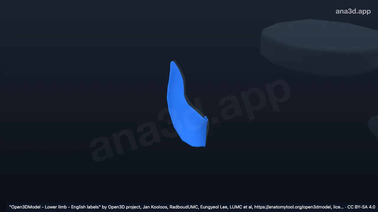Modelo 3D: Cartilagem articular da articulação sacroilíaca direita no osso do quadril