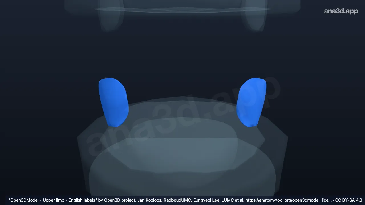 Modelo 3D: Cartilagem articular do processo articular direito do sacro