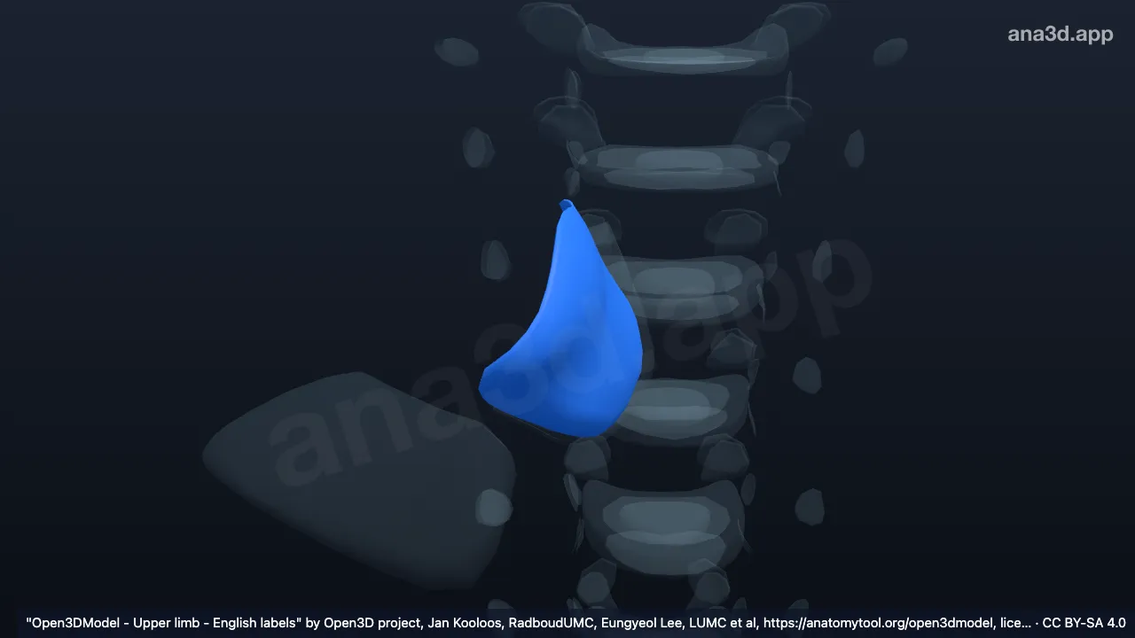 3D-Modell: Gelenkknorpel der rechten Articulatio sternoclavicularis am Schlüsselbein