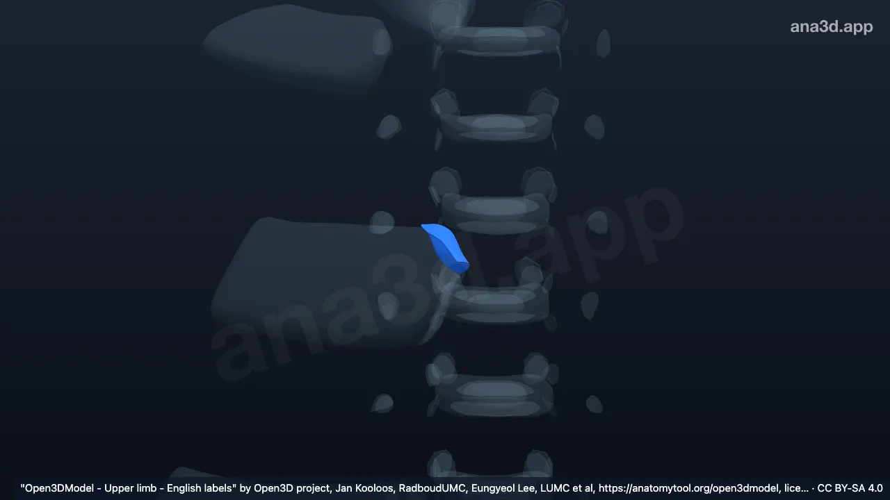 Modelo 3D: Cartilagem articular da articulação esternocostal direita no manúbrio