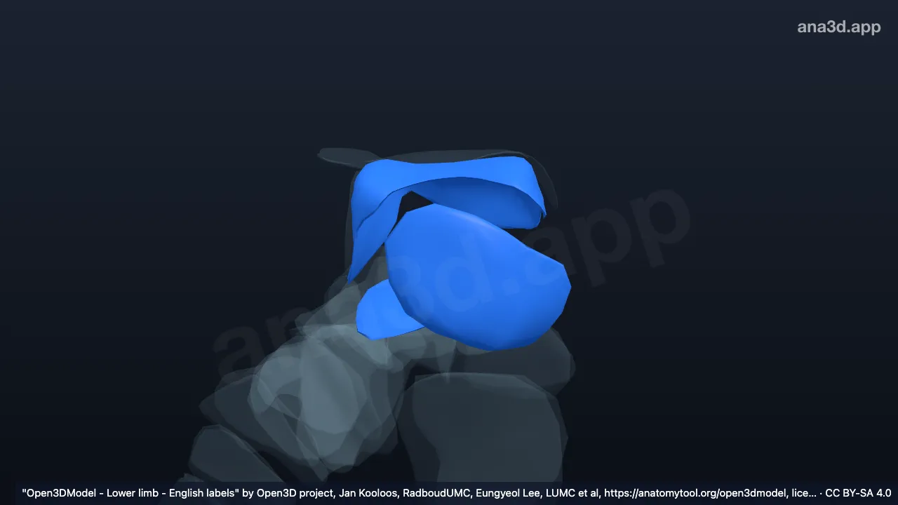 Modelo 3D: Cartilagem articular do tálus direito