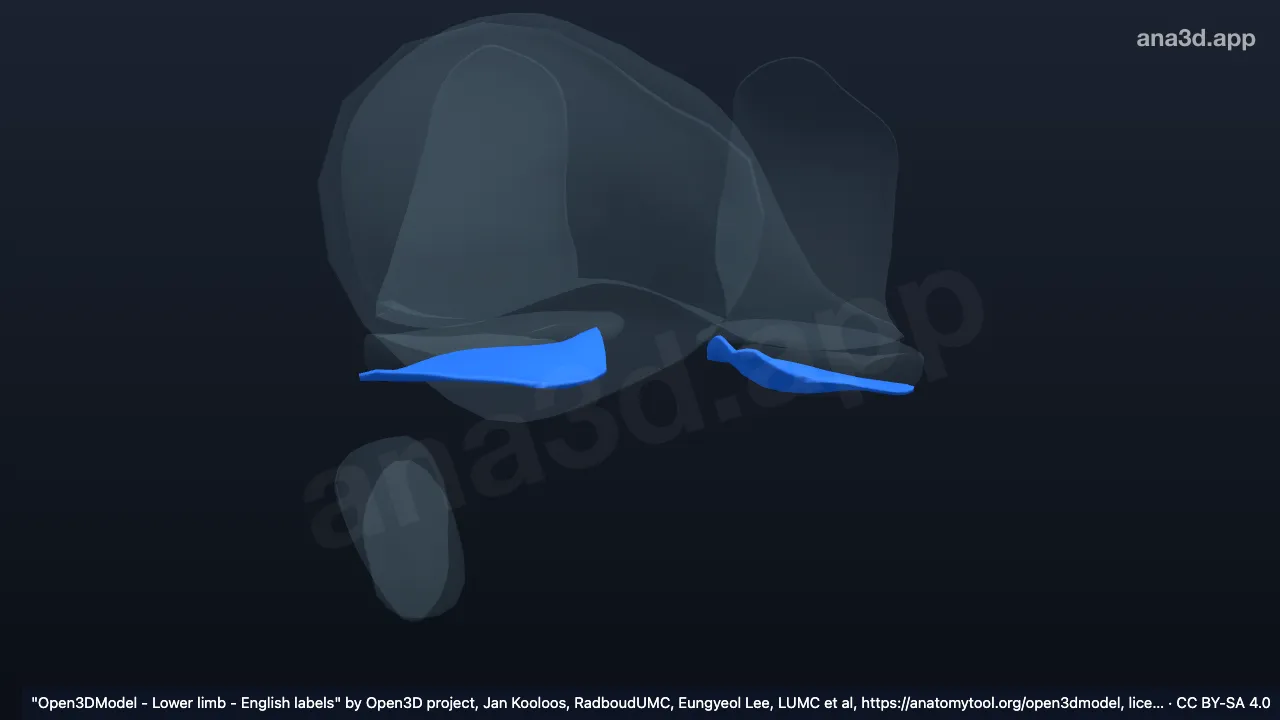 Modelo 3D: Cartilagem articular da extremidade proximal da tíbia direita