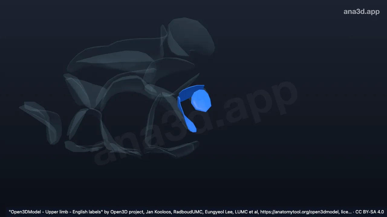 3D 模型：右三角骨关节软骨