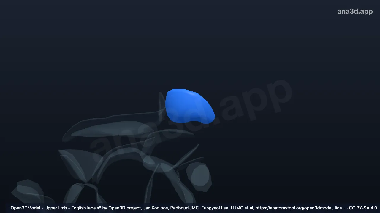 3D 模型：右尺骨远端关节软骨