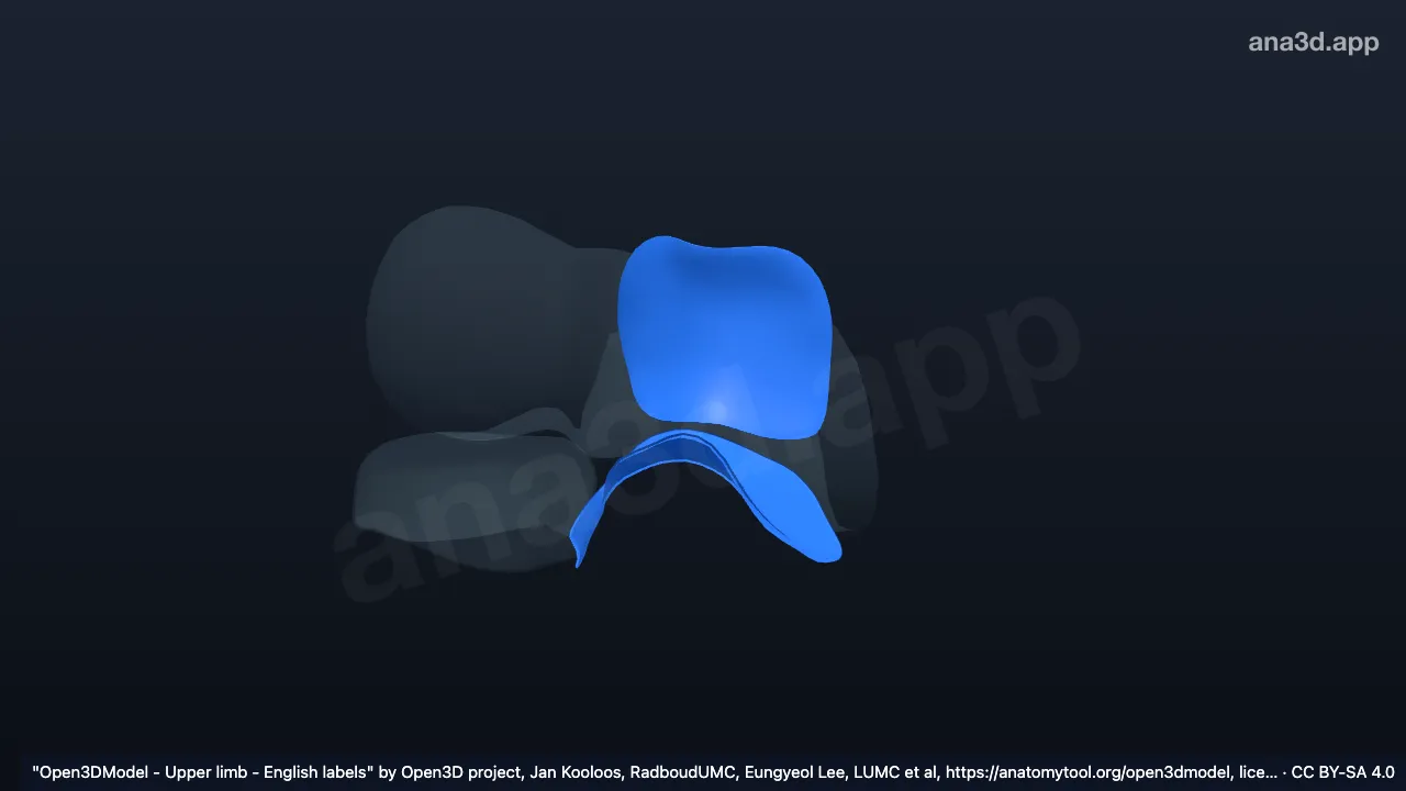 Modelo 3D: Cartílago articular de la ulna derecha (extremo proximal)