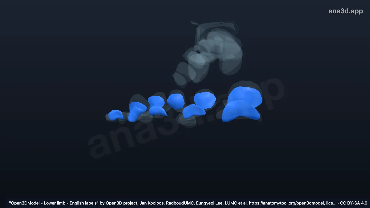 Modelo 3D: Cartilagens articulares das falanges proximais do pé direito