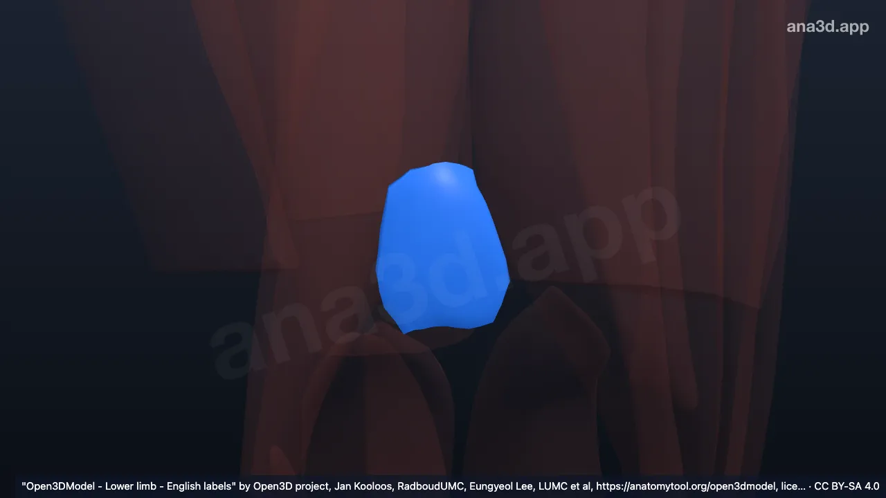 3Dモデル：右膝関節筋