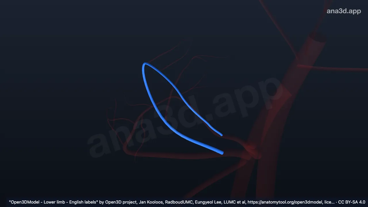 3D 模型：右旋股外侧动脉升支