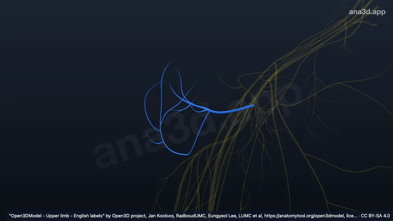 3D model: right axillary nerve - superior lateral branch cutaneous nerve