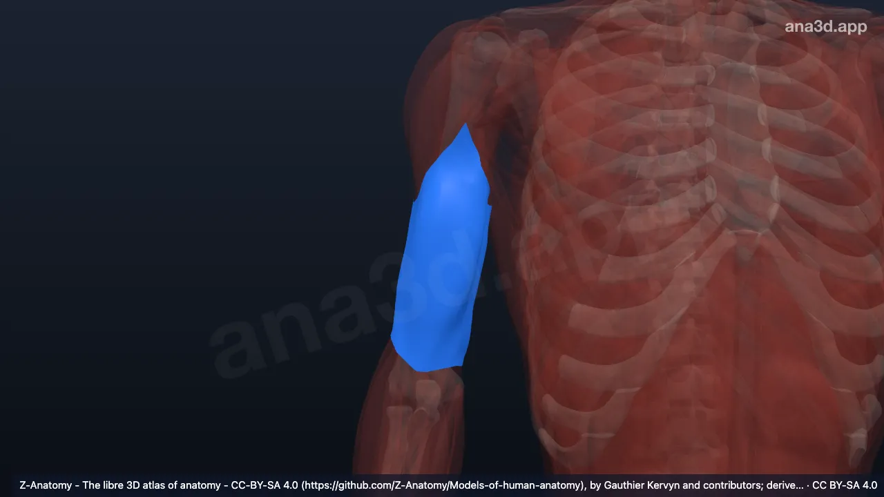 Modèle 3D : Fascia brachial droit