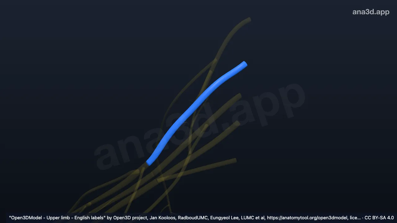 3D 模型：右C6神经根