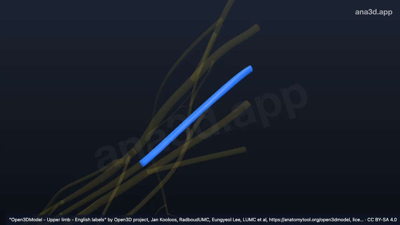 3D 模型：右C7神经根