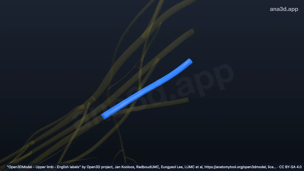 3D 模型：右C8神经根