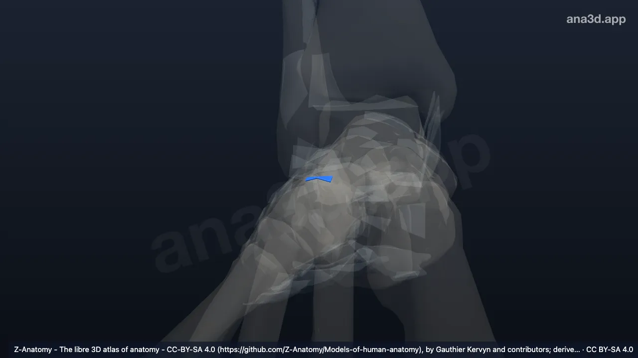 Modelo 3D: Ligamento calcaneocuboide direito