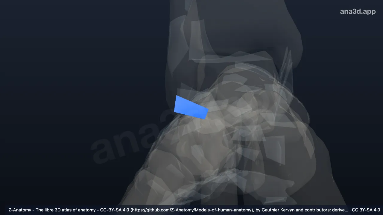 Modelo 3D: Ligamento calcaneofibular direito