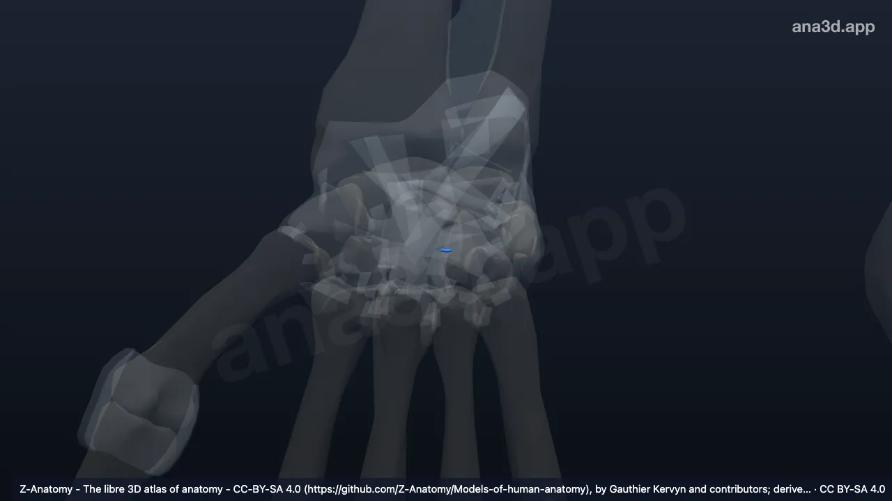 Modèle 3D : Ligament interosseux capitohamatum droit