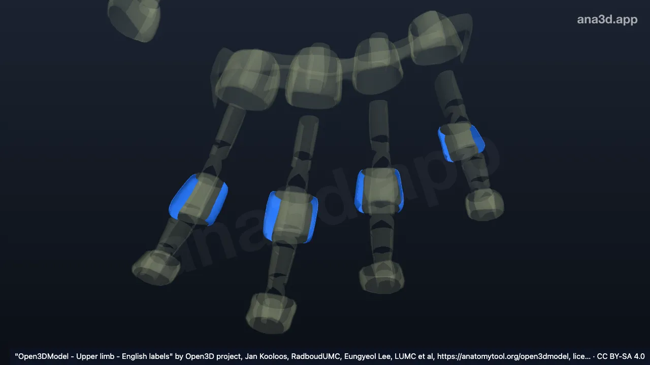 Model 3D: Ligamen kolateral sendi interfalangealis tangan kanan