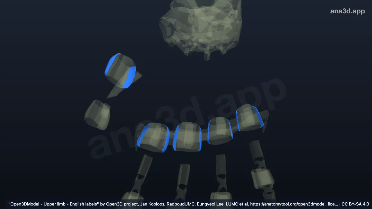 Model 3D: Ligamen kolateral sendi metakarpal kanan
