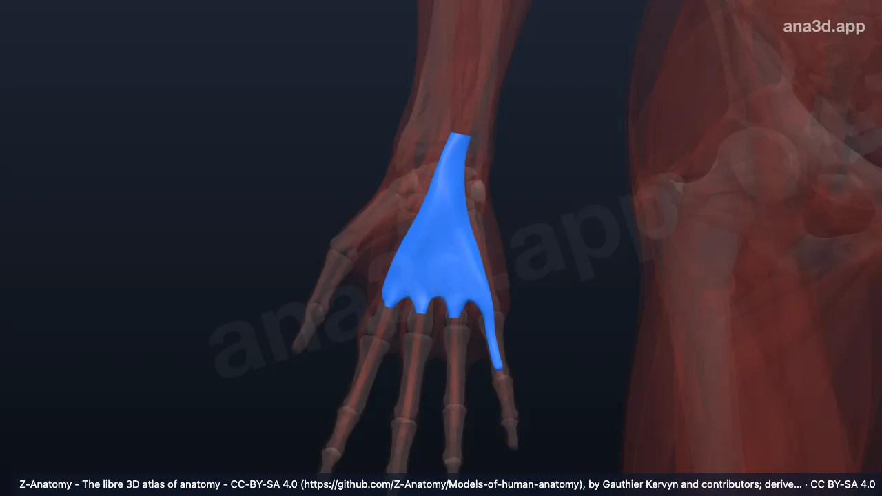 Modelo 3D: Bainha do tendão flexor comum direita