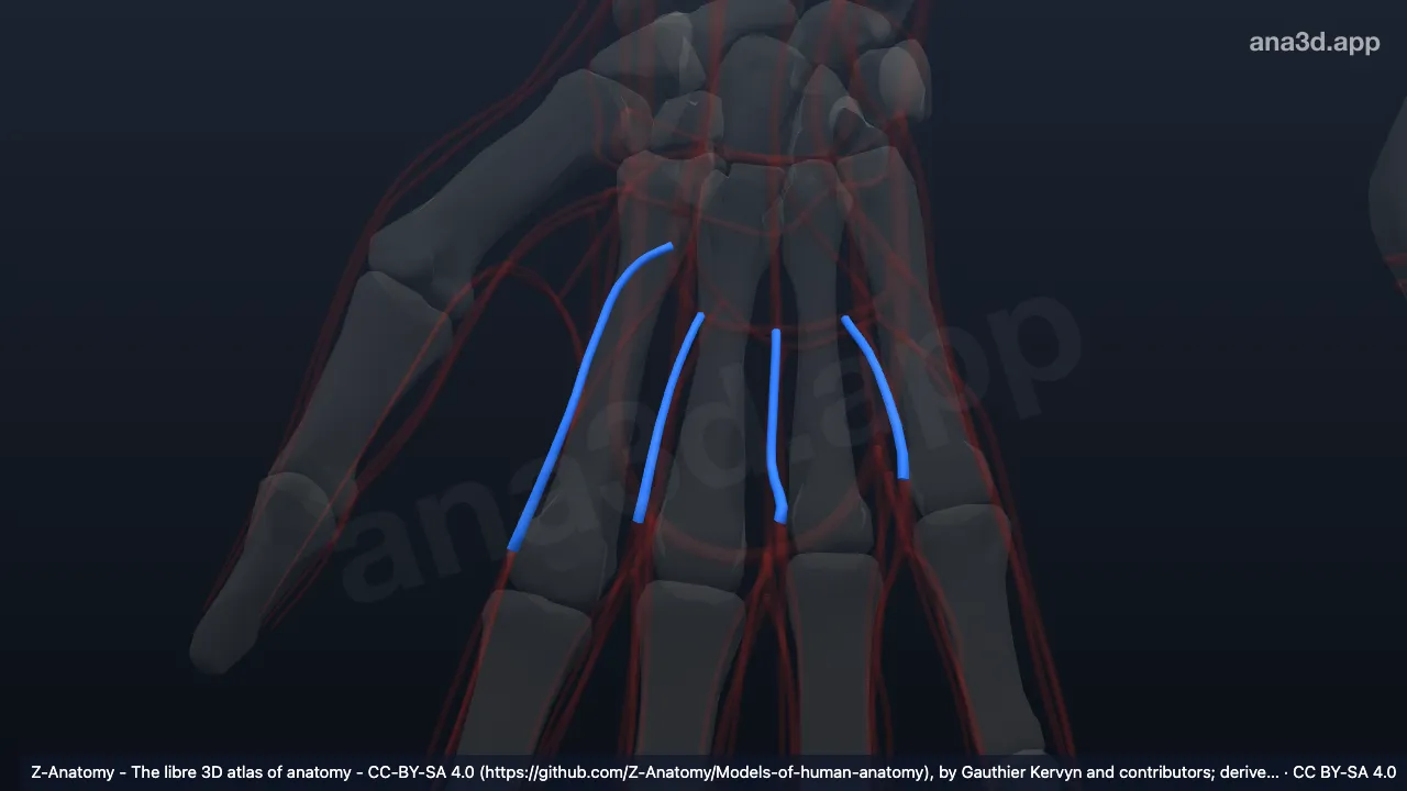 3D model: right common palmar digital arteries
