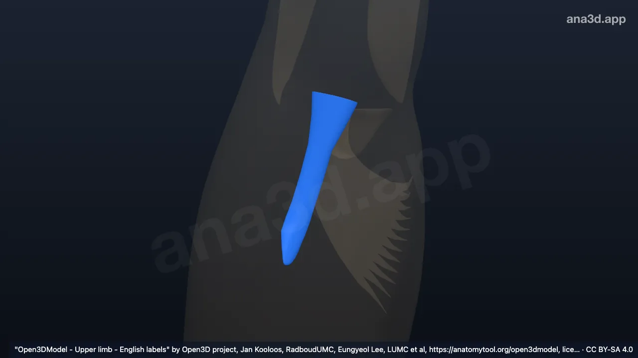 3D model: right common tendon of biceps brachii