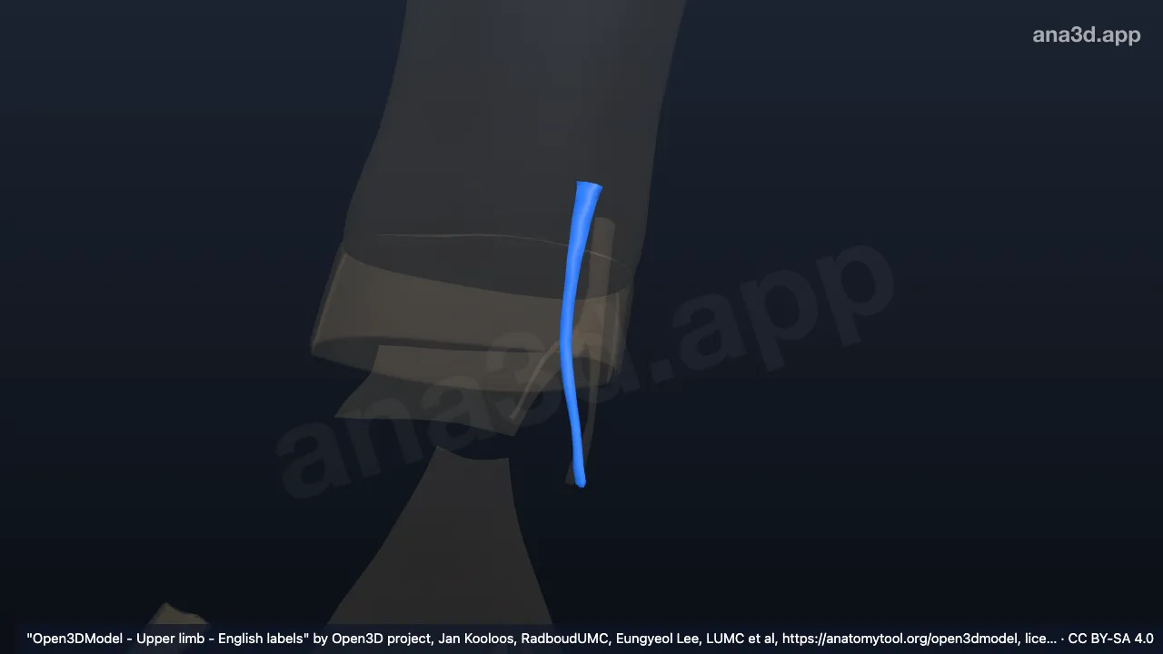 3D model: right common tendon of extensor carpi ulnaris