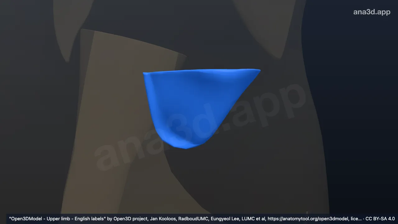 3D-Modell: Rechte gemeinsame Sehne des Musculus triceps brachii