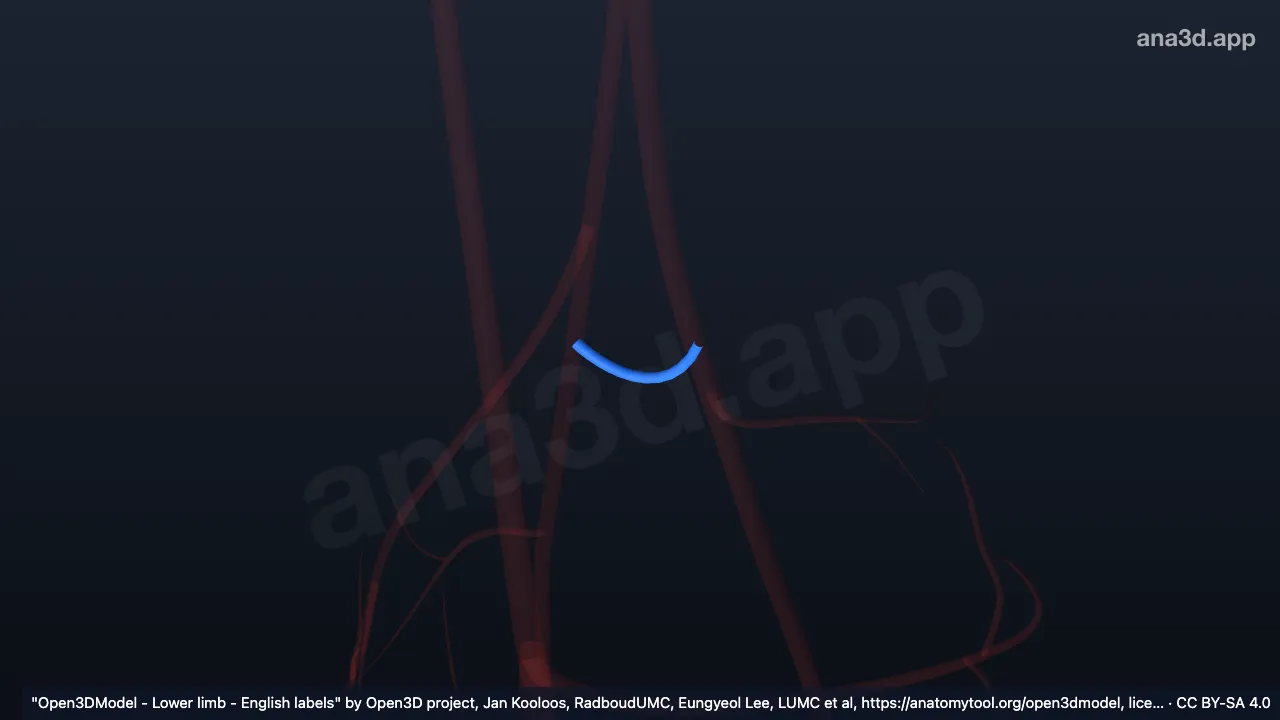 Modelo 3D: Ramo comunicante direito da artéria tibial posterior e da artéria femoral