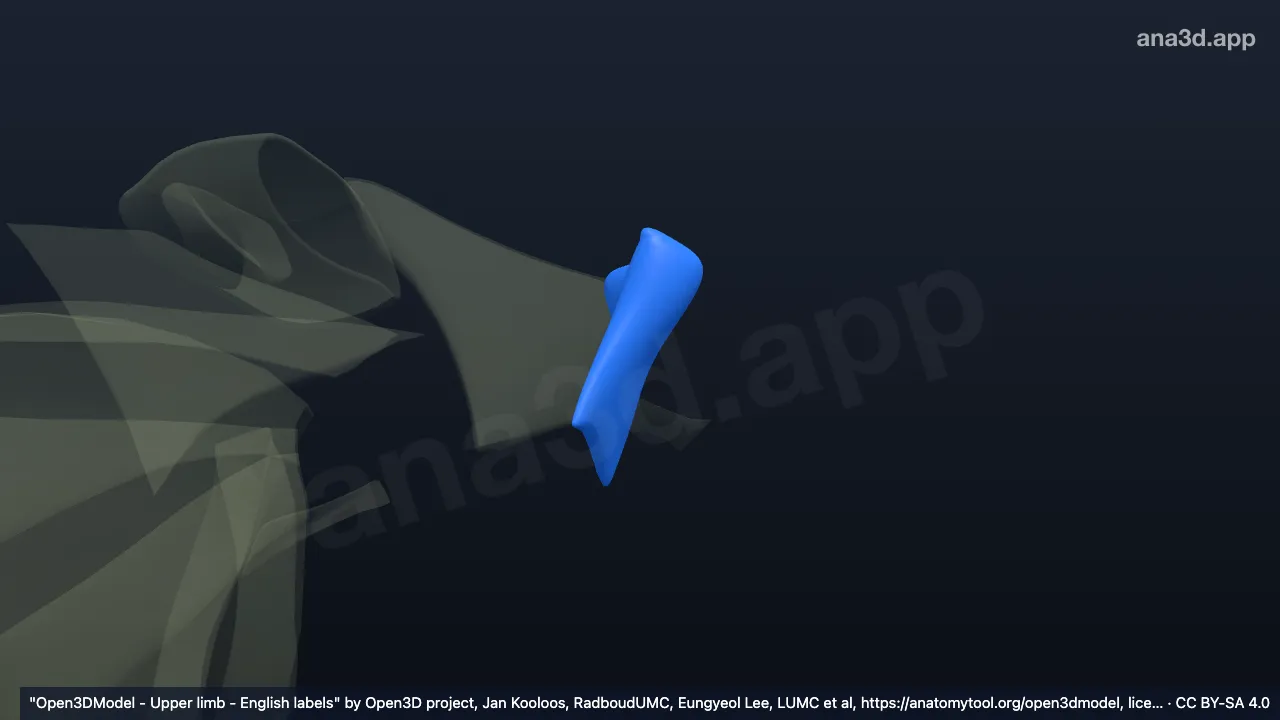 3Dモデル：右円錐靱帯
