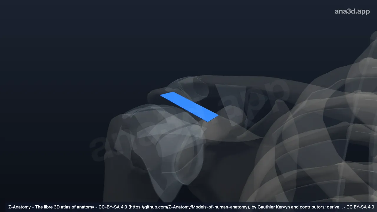 Modelo 3D: Ligamento coracoacromial direito