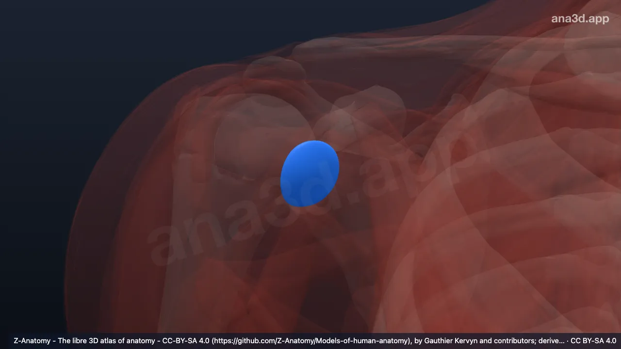 Modelo 3D: Bolsa coracobraquial direita