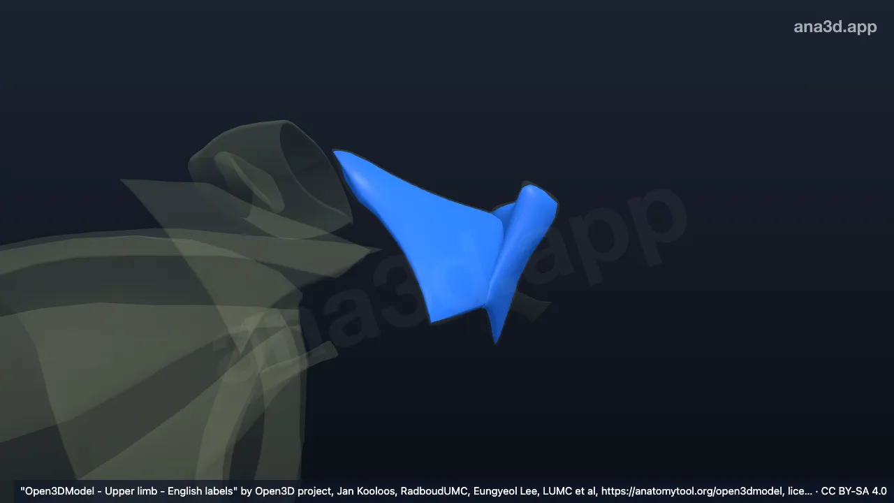 3D model: right coracoclavicular ligament