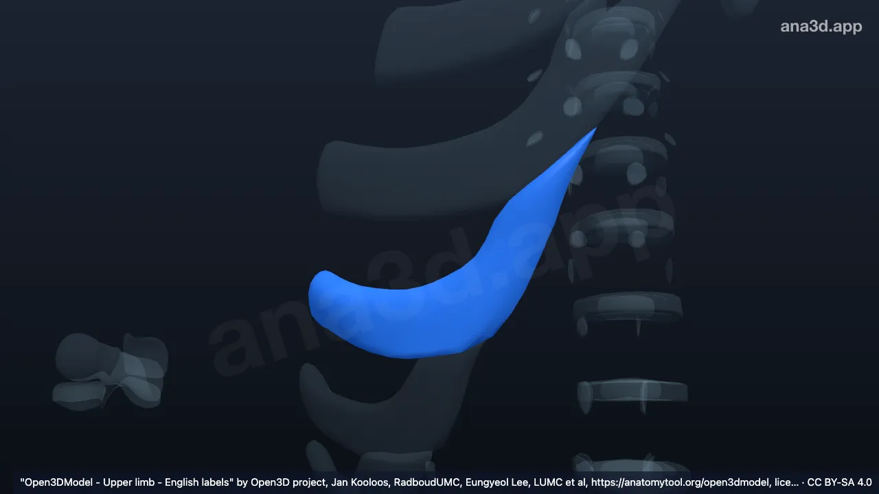3D model: right costal cartilage of 8th rib