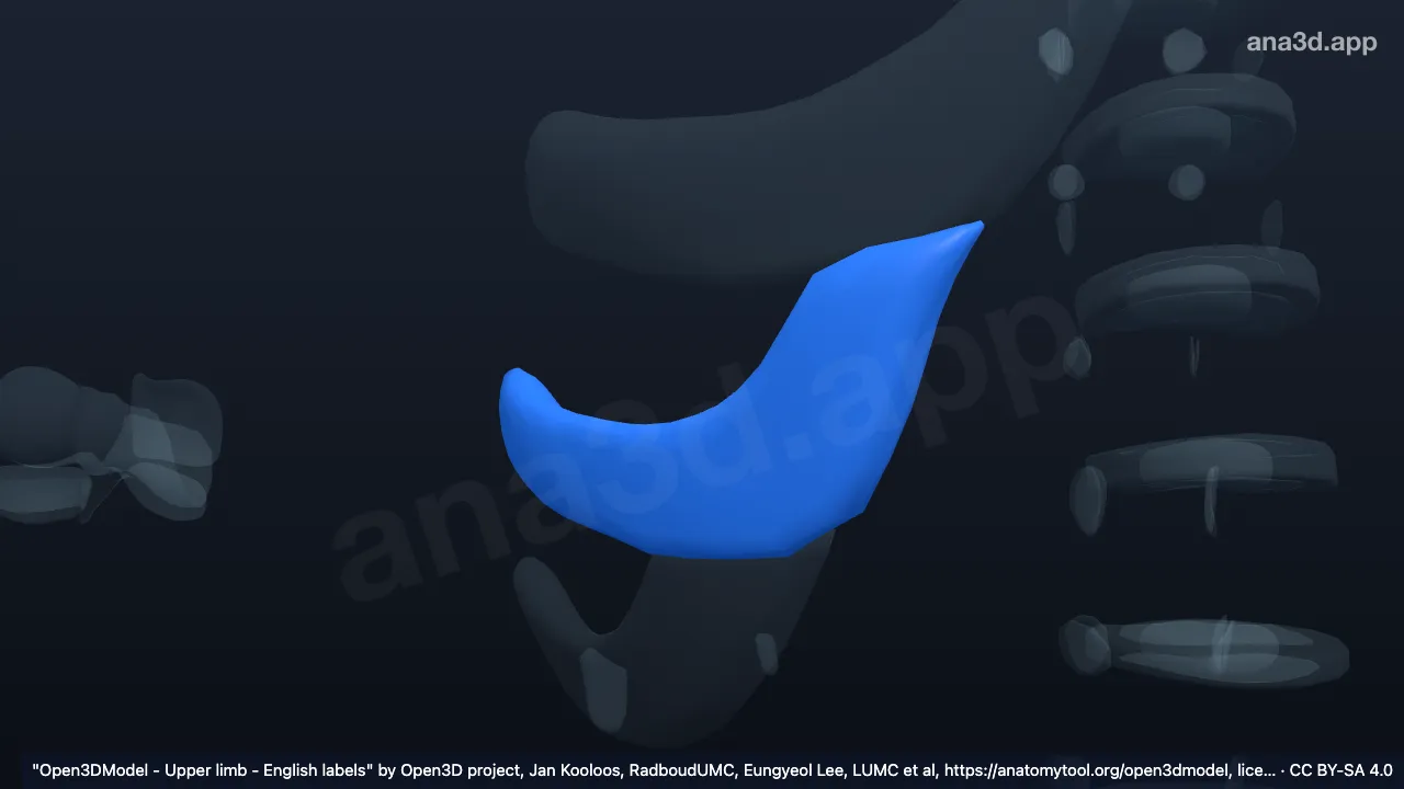 3D model: right costal cartilage of 9th rib