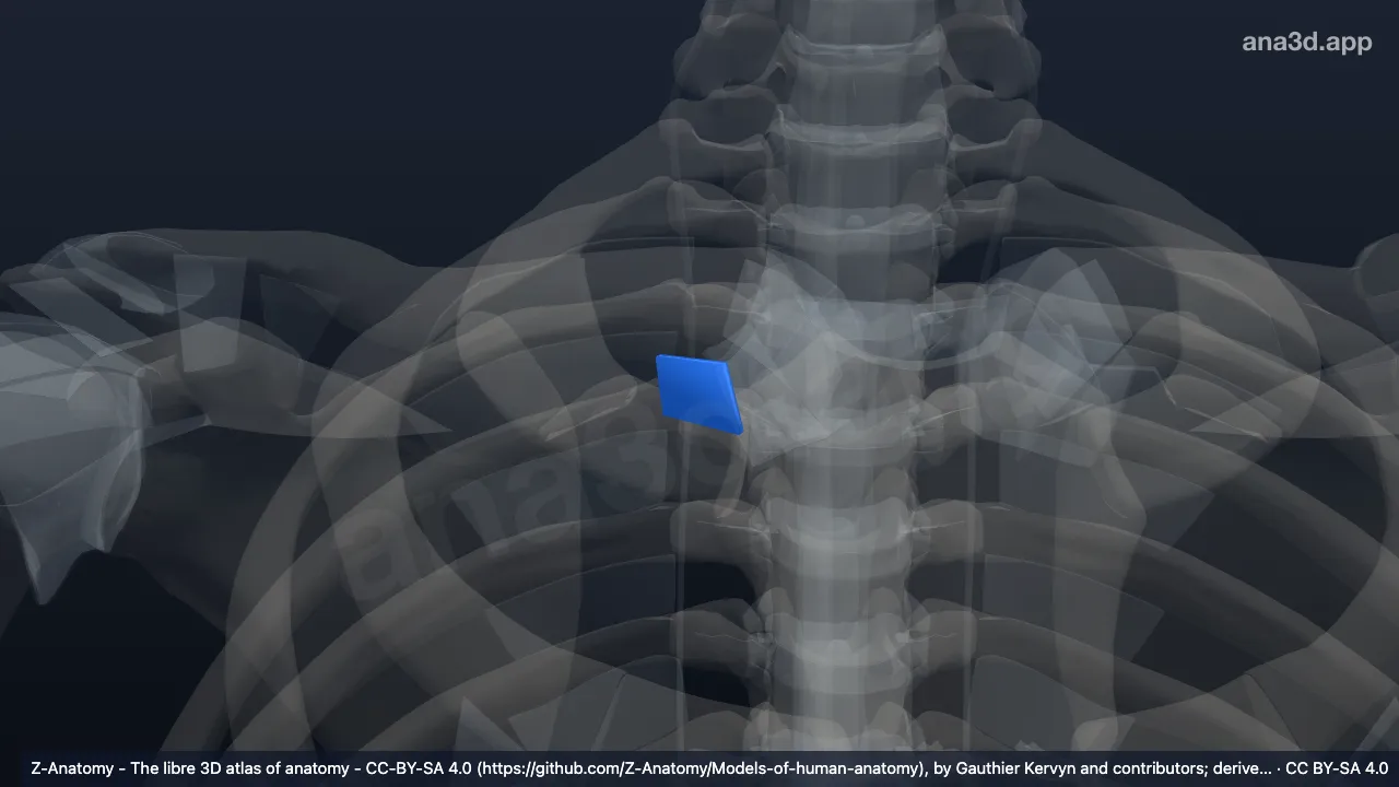 Modelo 3D: Ligamento costoclavicular direito