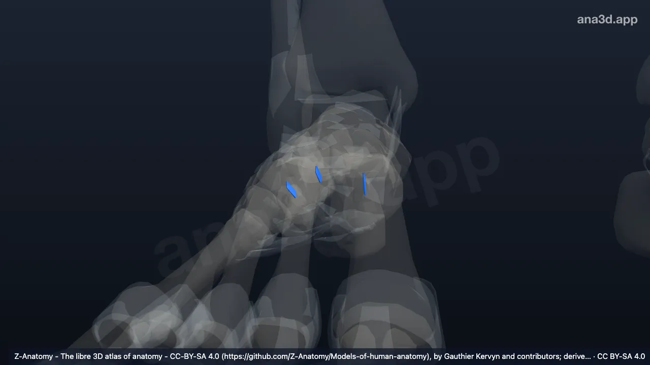 3D model: right cuneometatarsal interosseous ligaments