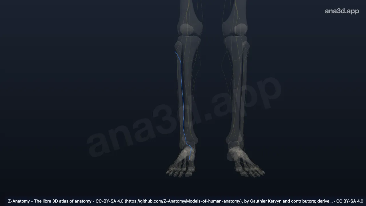 3D model: right deep fibular nerve
