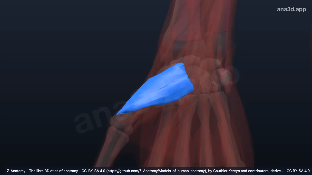 3D-Modell: Rechter tiefer Kopf des Musculus flexor pollicis brevis