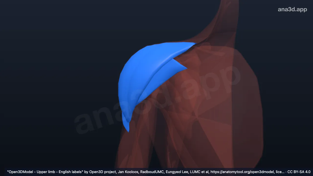 Deltoid: anatomy, location and function