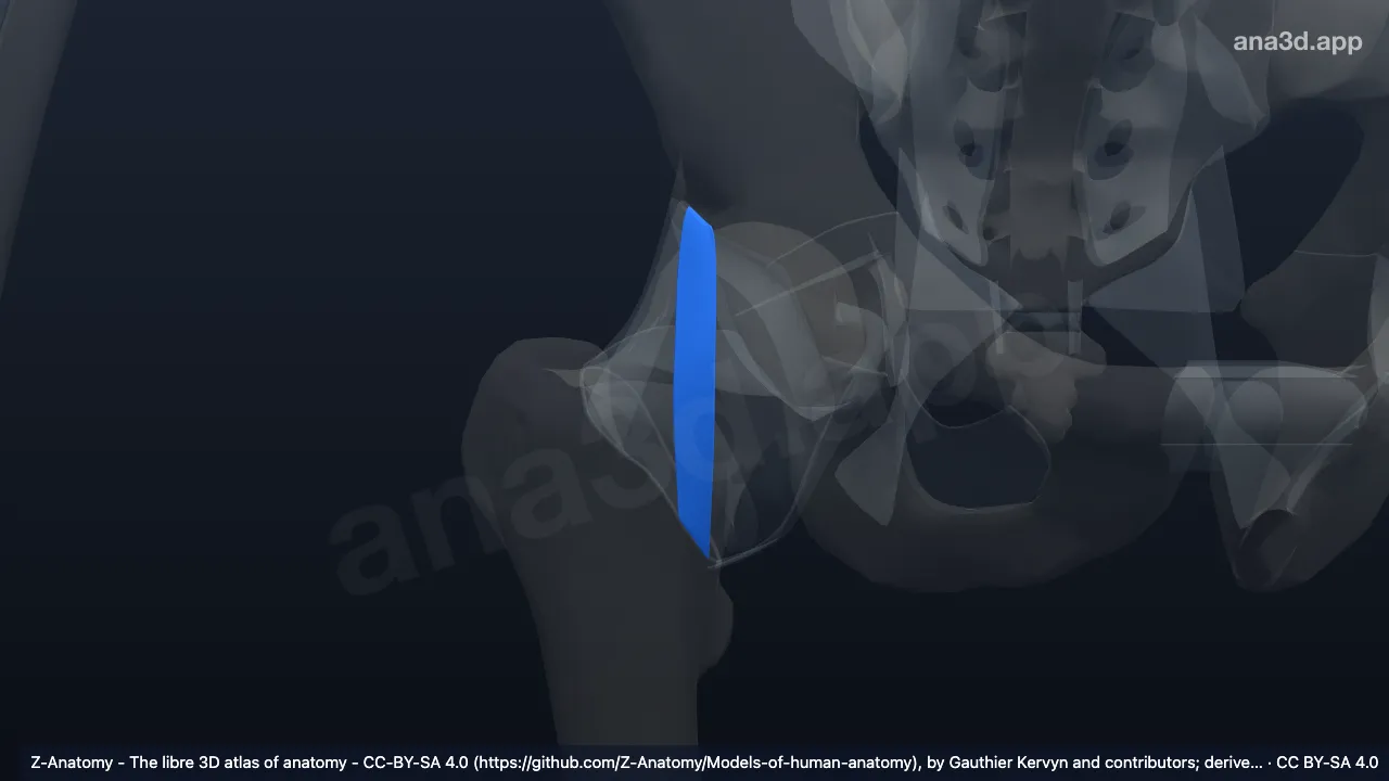 Model 3D: Bagian desendens ligamen iliofemorale kanan