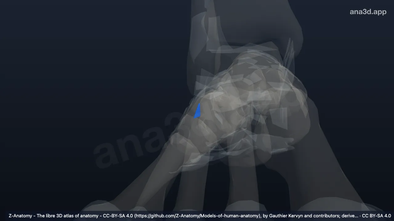 Modelo 3D: Ligamento calcaneocubóide dorsal direito