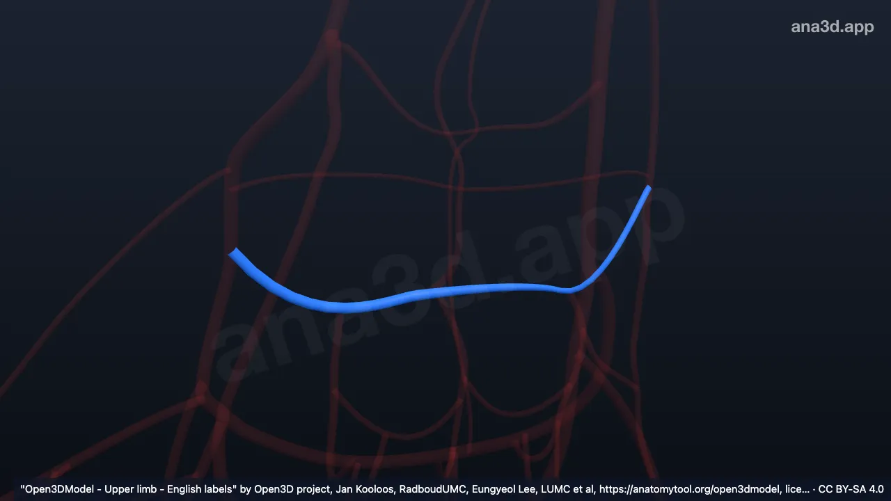 Modèle 3D : Arcade carpienne dorsale droite