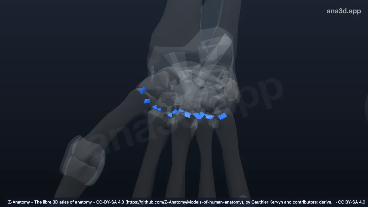 3D model: right dorsal carpometacarpal ligaments