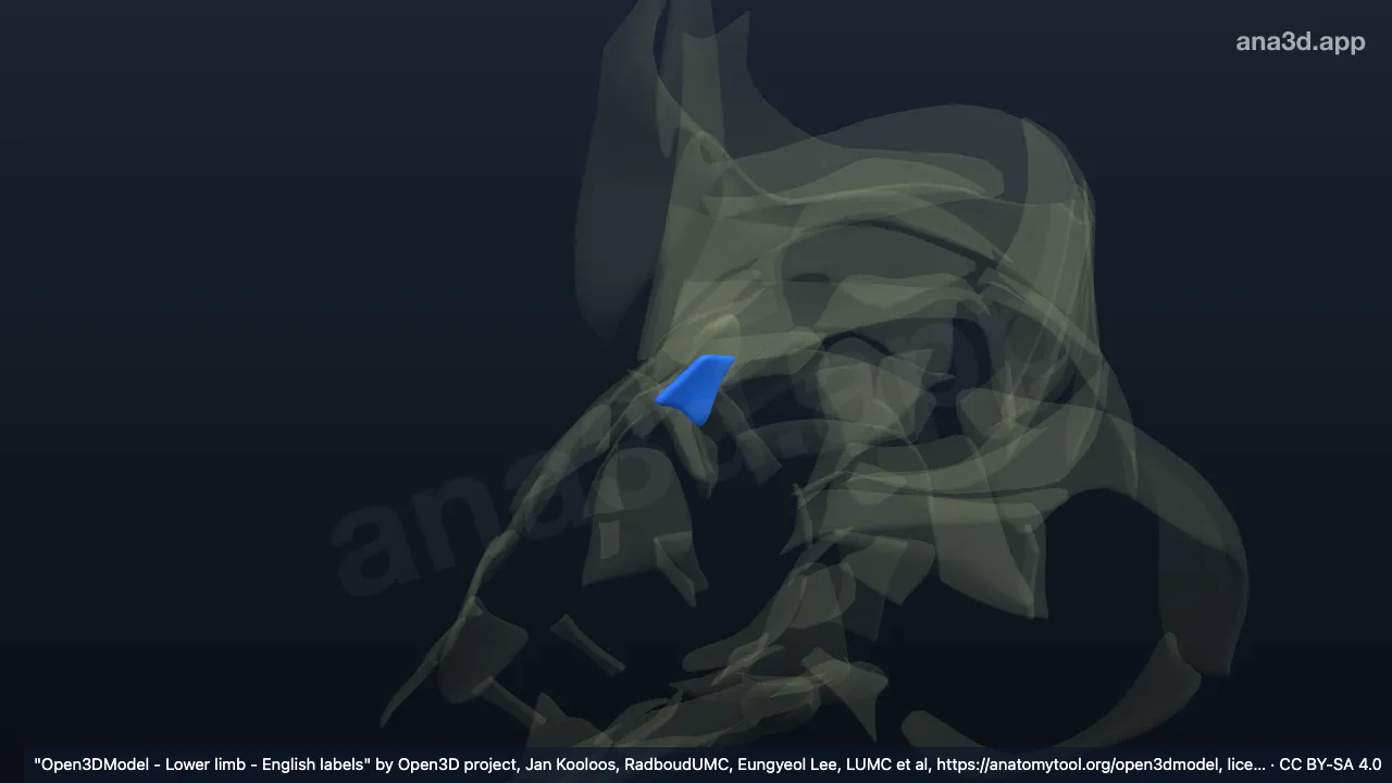 Modelo 3D: Ligamento cuboideonavicular dorsal direito