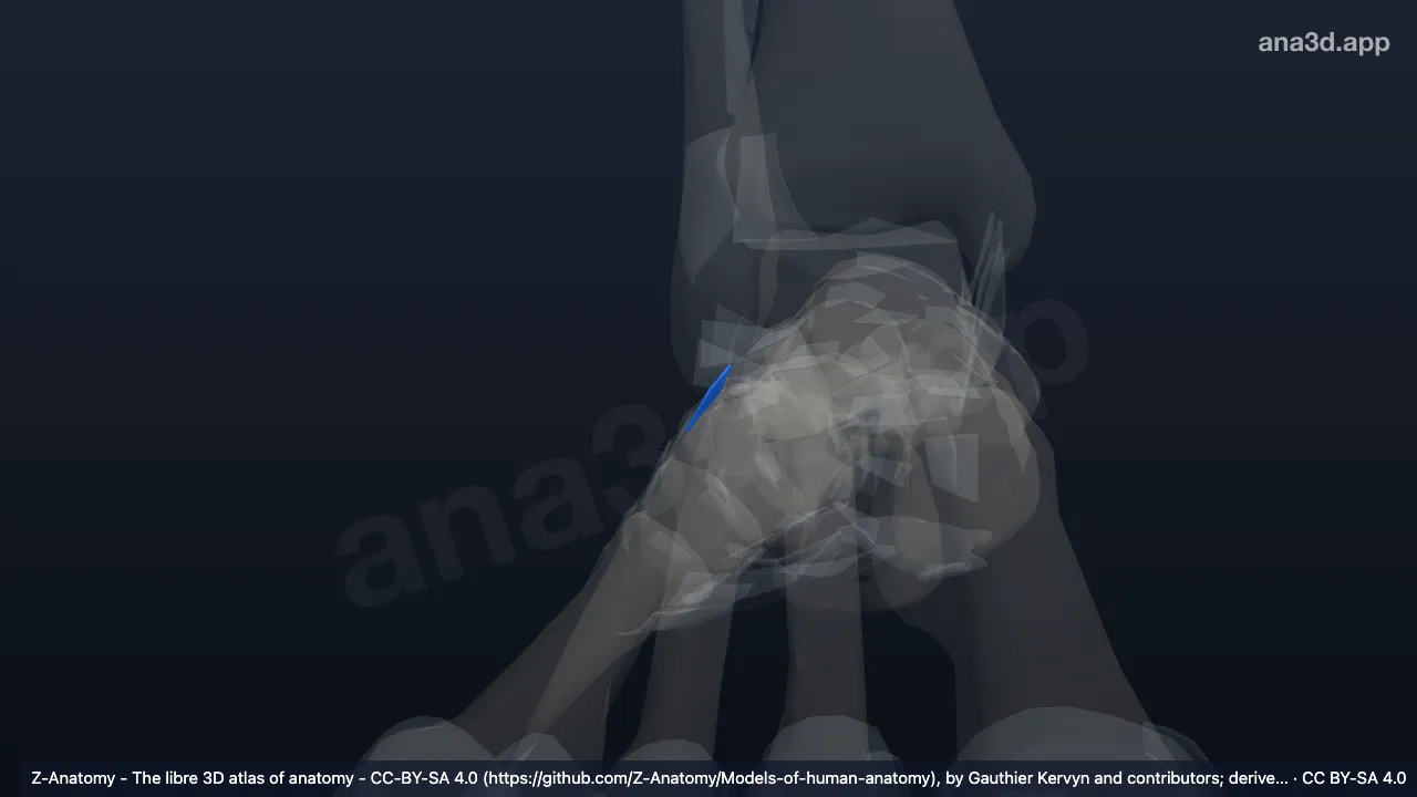 3D model: right dorsal cuneocuboid ligament