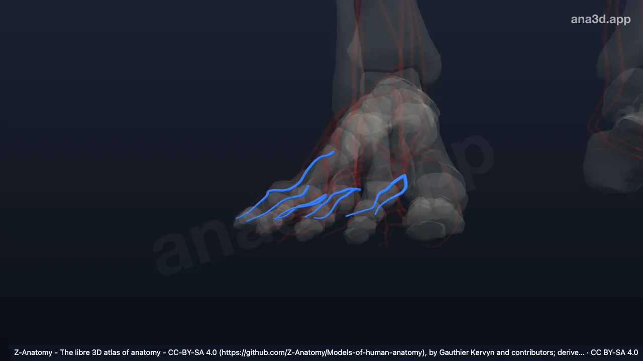 Model 3D: Arteri digitalis dorsalis kaki kanan