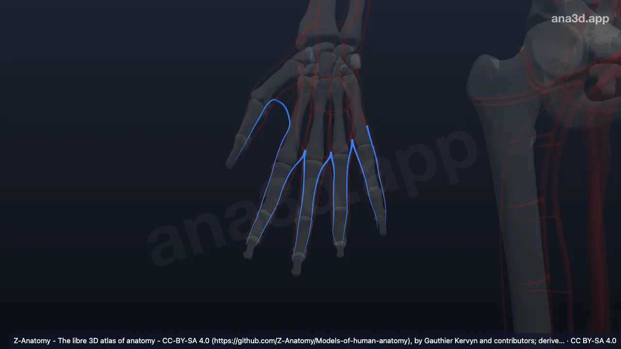 Model 3D: Arteri digitalis dorsalis tangan kanan